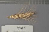 Click for 1 image(s) for this accession. Spike